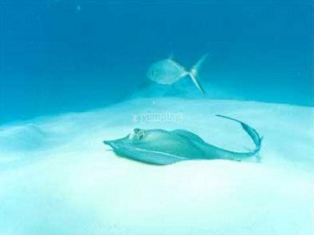 nado con tiburones cancun.jpg